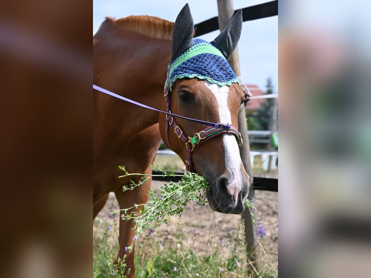 Anglo-Arab Mix Gelding 8 years 14,3 hh Chestnut-Red in Weissach