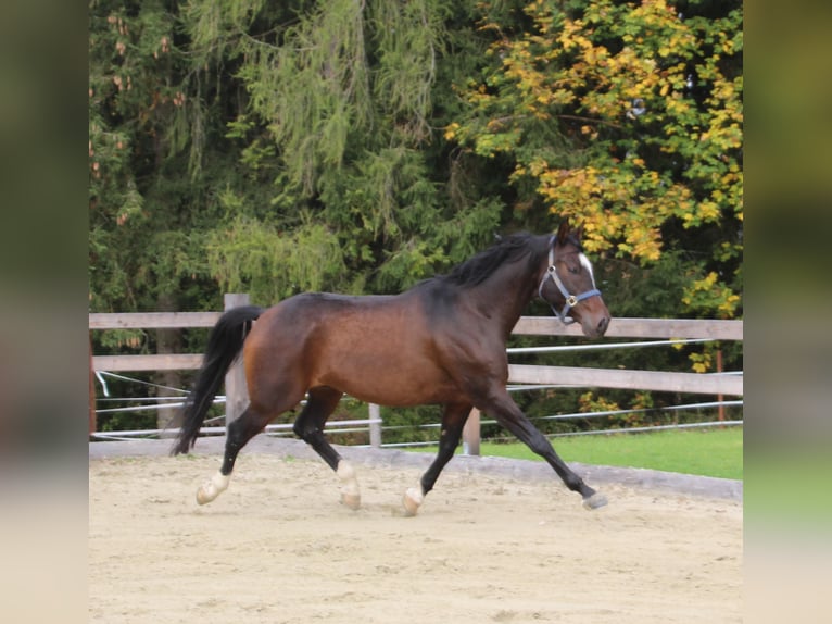 Anglo-Arab Gelding 8 years 15,2 hh Bay-Dark in Eck