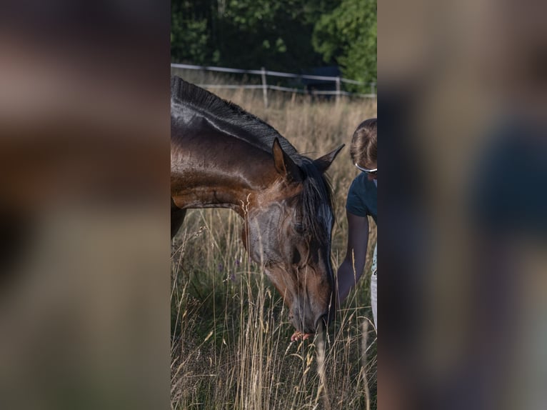 Anglo-Arab Gelding 8 years 15,2 hh Bay-Dark in Eck