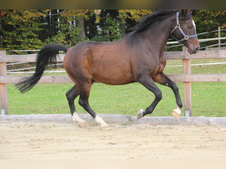 Anglo-Arab Gelding 8 years 15,2 hh Bay-Dark in Eck