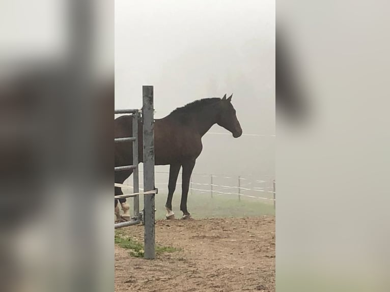 Anglo-Arab Gelding 8 years 15,2 hh Bay-Dark in Eck