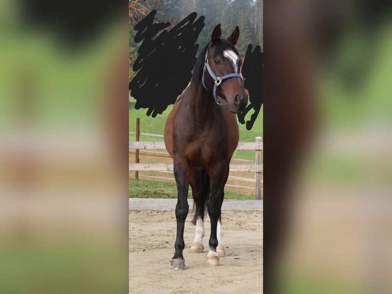 Anglo-Arab Gelding 8 years 15,2 hh Bay-Dark in Eck