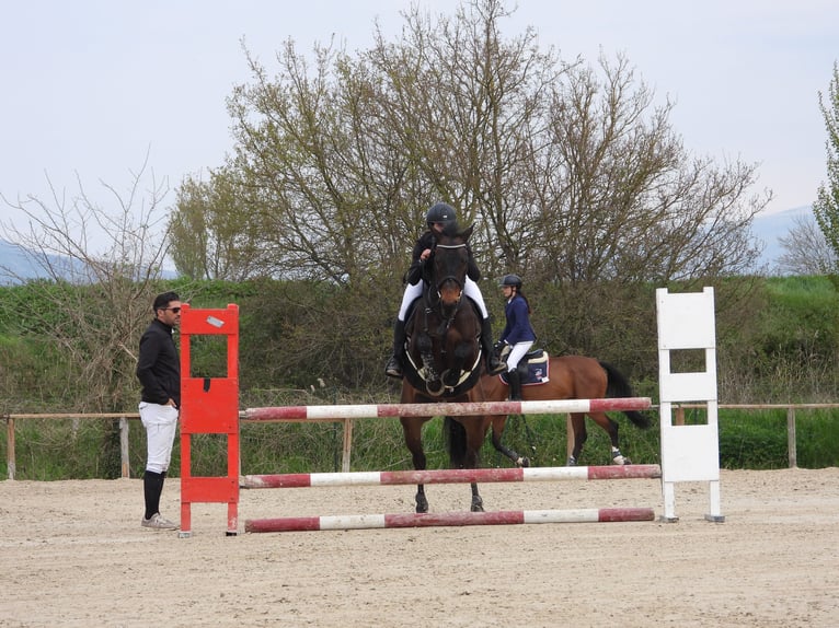 Anglo-Arab Gelding 8 years 15.2 hh Bay-Dark in Gualdo Tadino