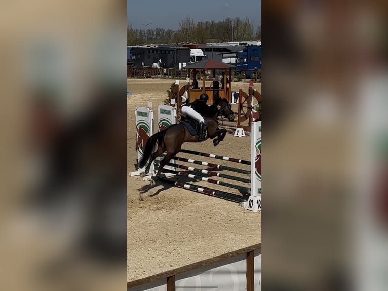 Anglo-Arab Gelding 8 years 15.2 hh Bay-Dark in Gualdo Tadino