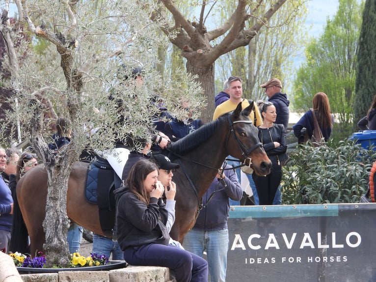 Anglo-Arab Gelding 8 years 15.2 hh Bay-Dark in foligno