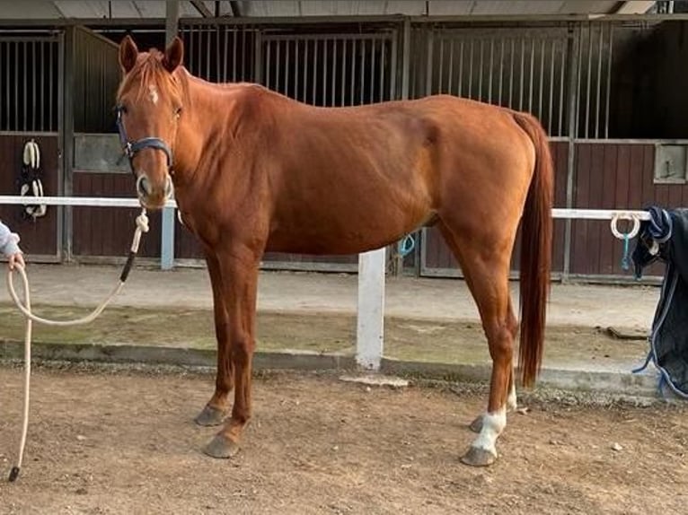 Anglo-Arab Gelding 8 years 15,2 hh Chestnut-Red in Vilanova I La Geltru