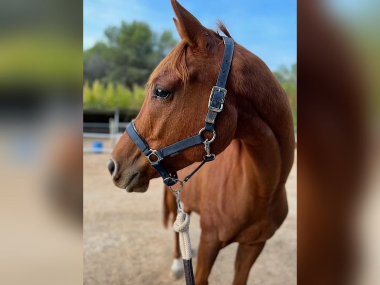 Anglo-Arab Gelding 8 years 15,2 hh Chestnut-Red in Vilanova I La Geltru