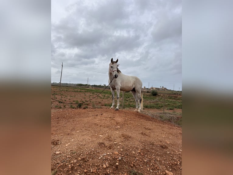 Anglo-Arab Mix Gelding 8 years 15,2 hh Gray in Es Pitlari