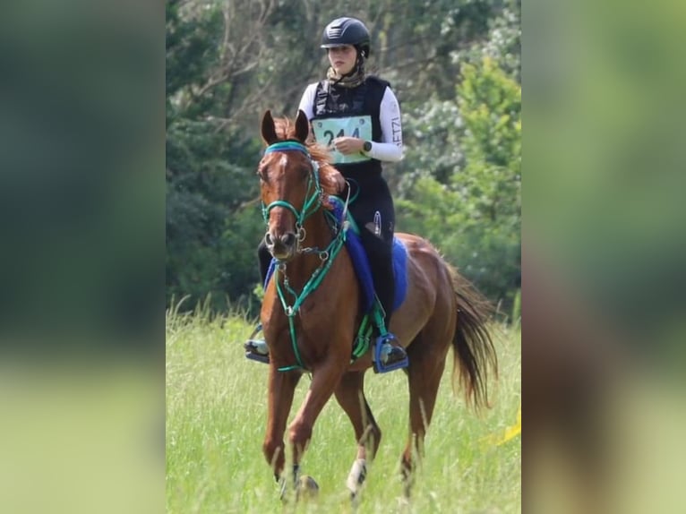 Anglo-Arab Gelding 8 years 15,3 hh Chestnut-Red in Sicily