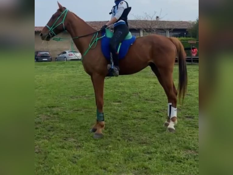 Anglo-Arab Gelding 8 years 15,3 hh Chestnut-Red in Sicily