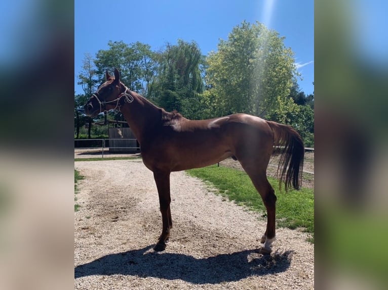 Anglo-Arab Gelding 8 years 15,3 hh Chestnut-Red in Sicily