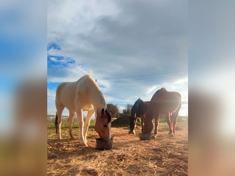 Anglo-Arab Gelding 8 years 15 hh Chestnut-Red in Canet DAdri