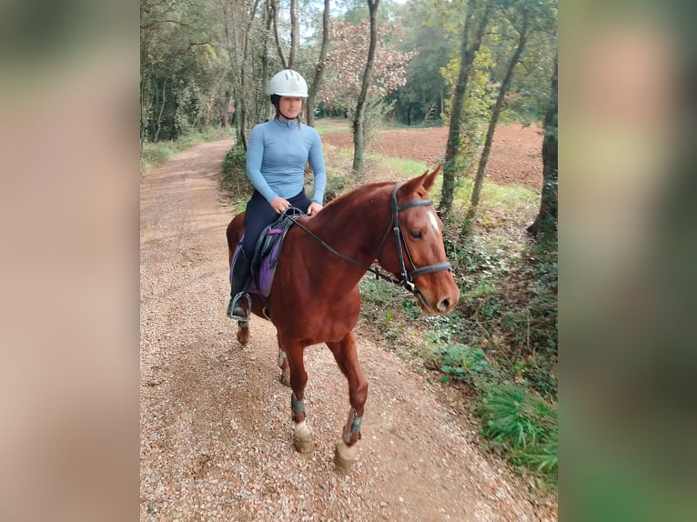 Anglo-Arab Gelding 8 years 15 hh Chestnut-Red in Canet DAdri