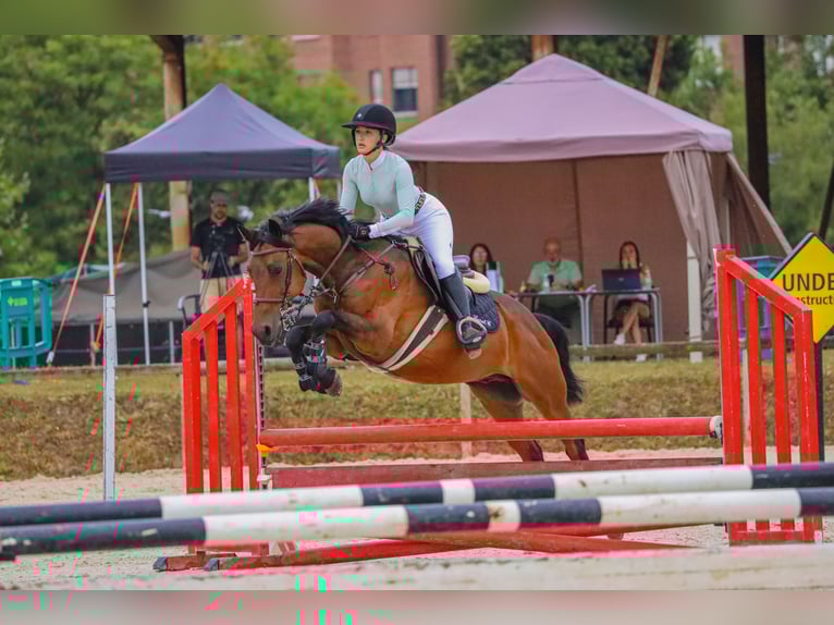 Anglo-Arab Gelding 8 years 15,1 hh Brown in Gijon
