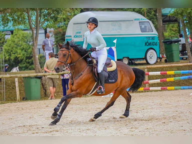 Anglo-Arab Gelding 8 years 15,1 hh Brown in Gijon