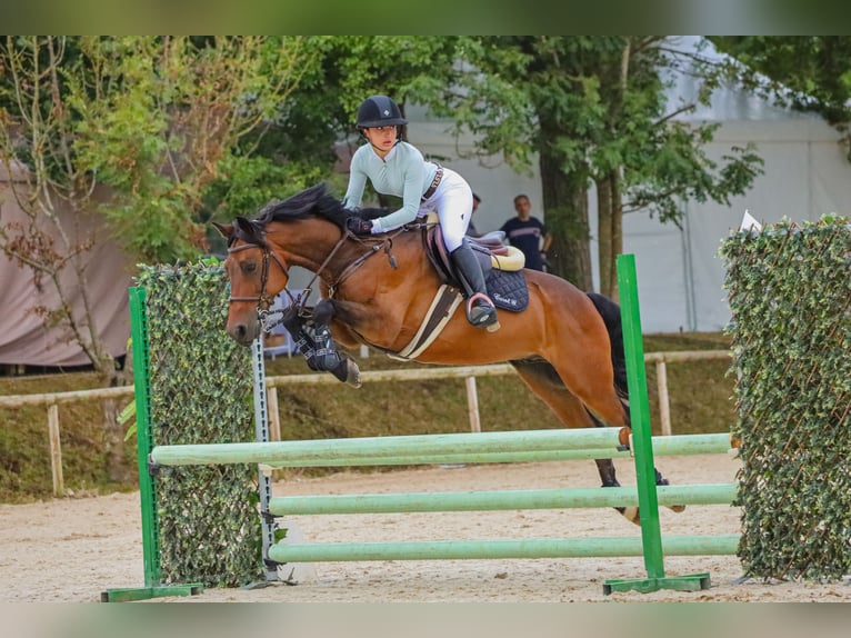 Anglo-Arab Gelding 8 years 15,1 hh Brown in Gijon