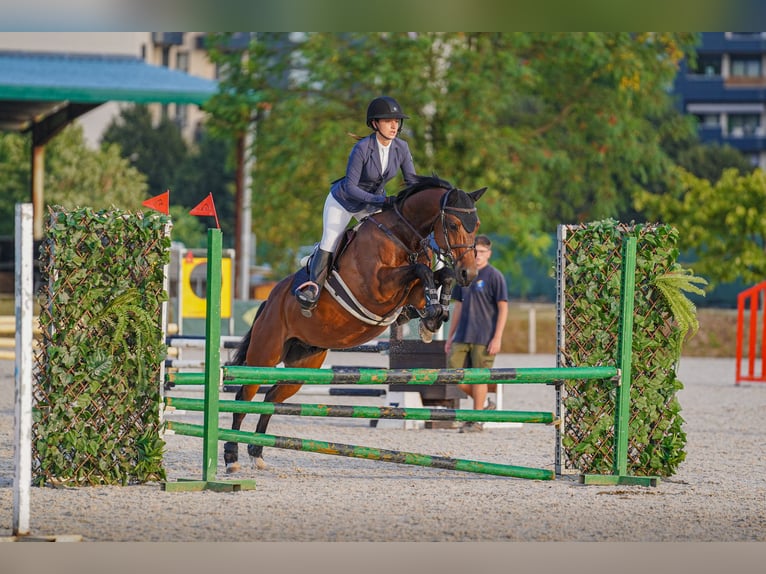 Anglo-Arab Gelding 8 years 15,1 hh Brown in Gijon
