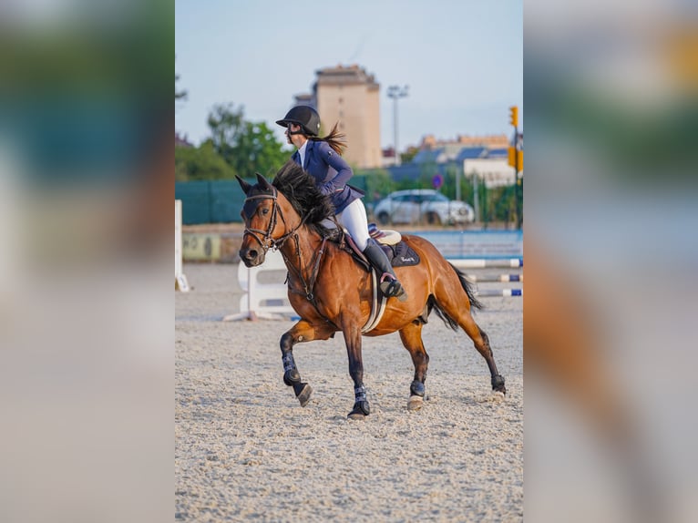 Anglo-Arab Gelding 8 years 15,1 hh Brown in Gijon