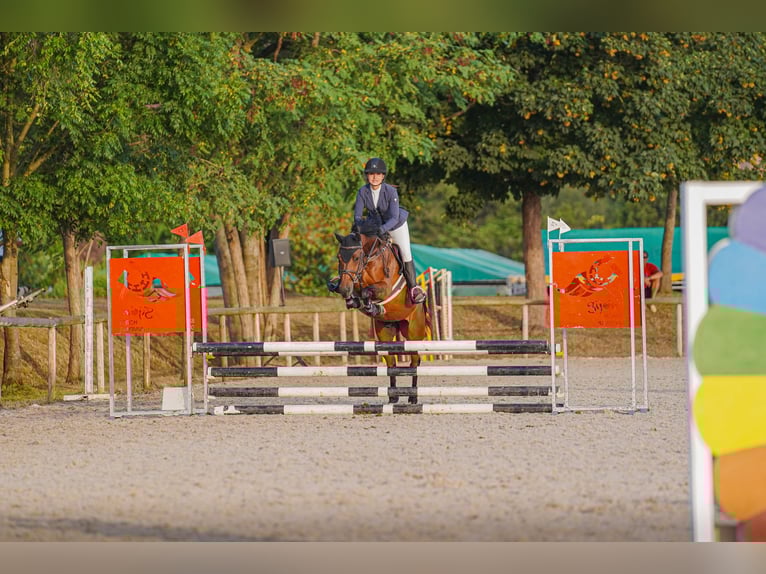 Anglo-Arab Gelding 8 years 15,1 hh Brown in Gijon