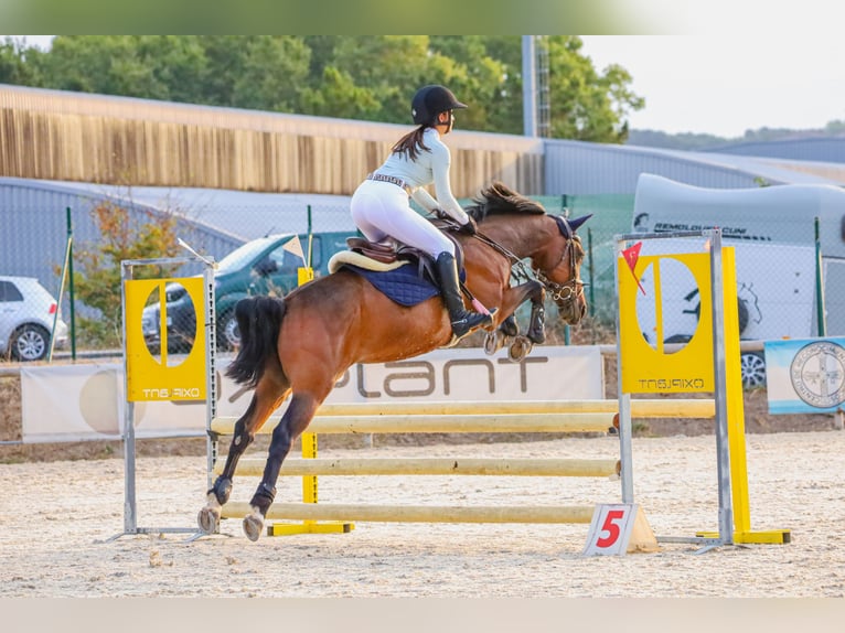 Anglo-Arab Gelding 8 years 15,1 hh Brown in Gijon