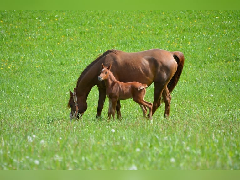 Anglo-Arab Gelding 8 years 15,1 hh Chestnut-Red in S&#xF6;chtenau