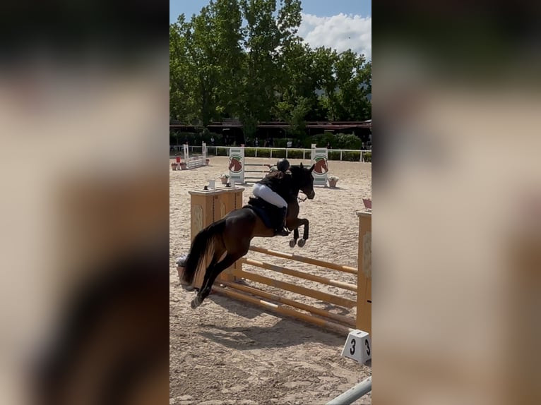 Anglo-Arab Gelding 8 years 15,2 hh Bay-Dark in foligno