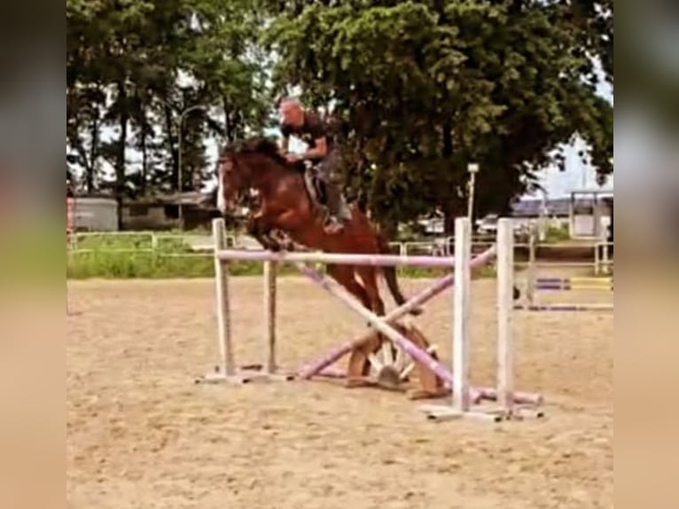 Anglo-Arab Gelding 8 years 16,1 hh Bay-Dark in Borgo san Michele