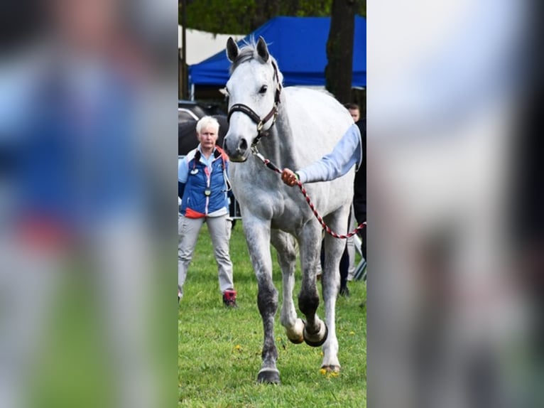 Anglo-Arab Gelding 8 years 16 hh Gray in Rotenburg an der Fulda