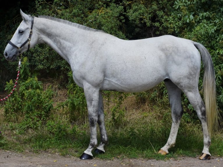 Anglo-Arab Gelding 8 years 16 hh Gray in Rotenburg an der Fulda