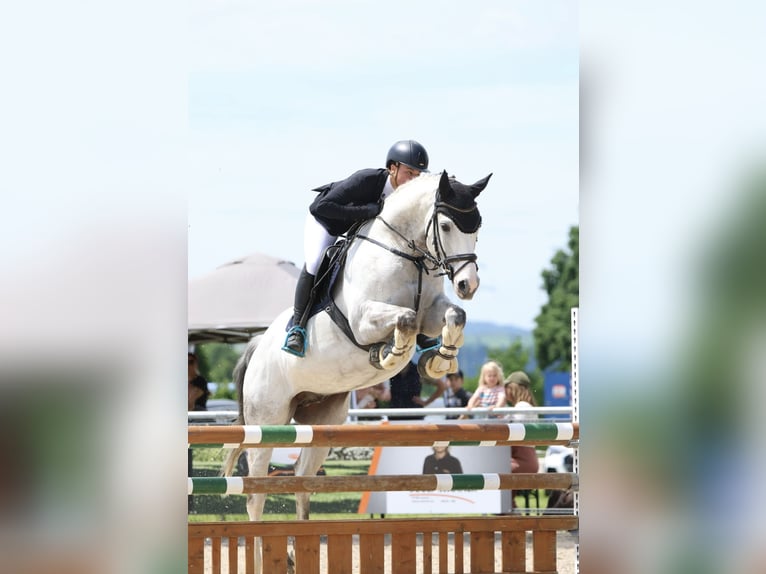 Anglo-Arab Gelding 8 years 16 hh Gray in Langerringen