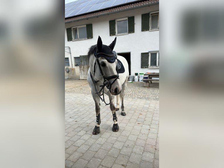 Anglo-Arab Gelding 8 years 16 hh Gray in Langerringen