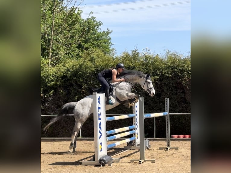 Anglo-Arab Gelding 8 years 16 hh Gray in Langerringen