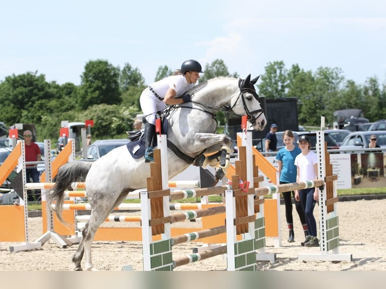 Anglo-Arab Gelding 8 years 16 hh Gray in Langerringen
