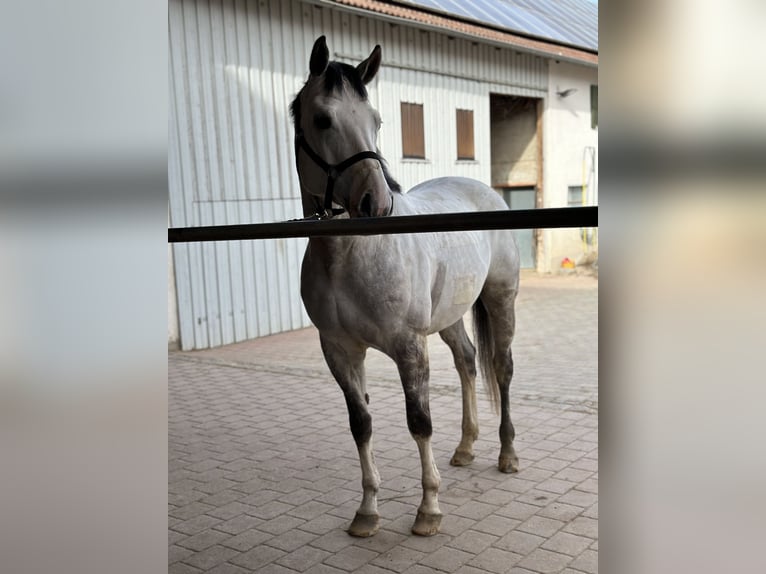 Anglo-Arab Gelding 8 years 16 hh Gray in Langerringen