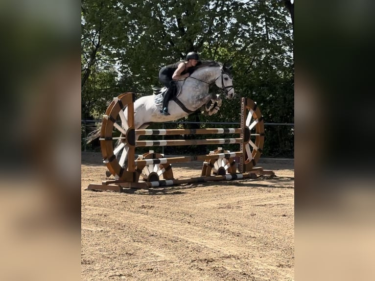 Anglo-Arab Gelding 8 years 16 hh Gray in Langerringen