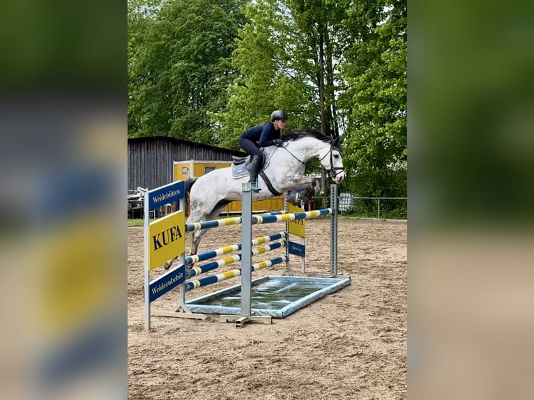Anglo-Arab Gelding 8 years 16 hh Gray in Langerringen