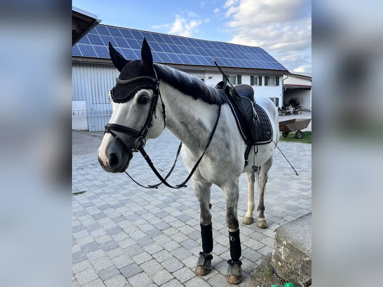 Anglo-Arab Gelding 8 years 16 hh Gray in Langerringen