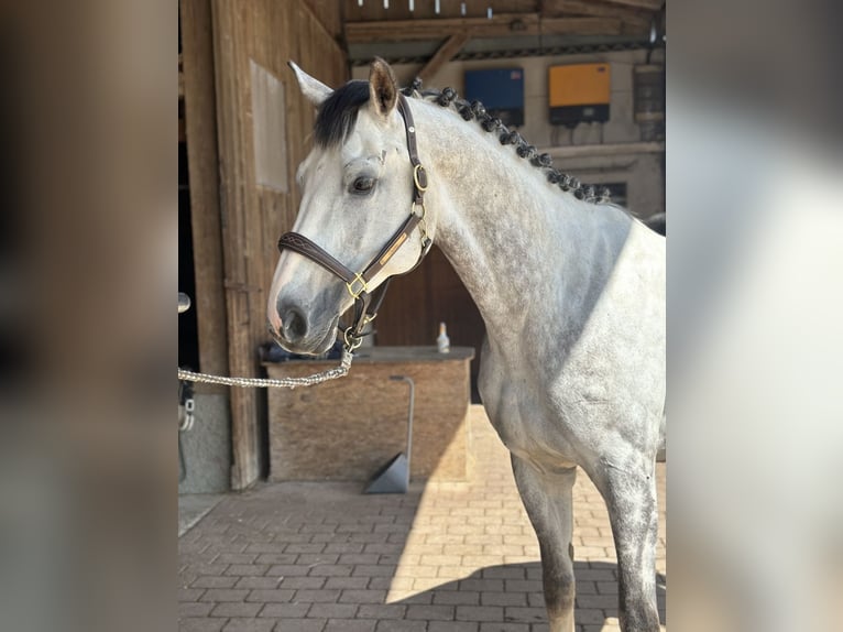Anglo-Arab Gelding 8 years 16 hh Gray in Langerringen