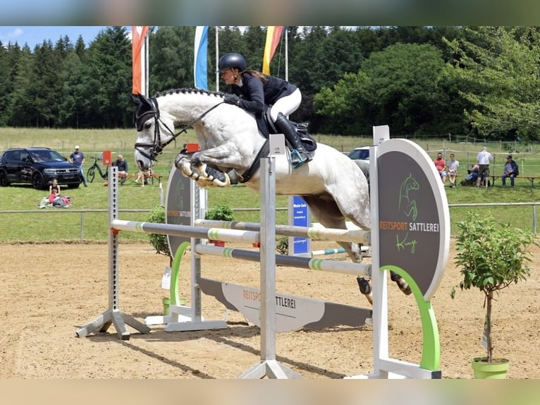 Anglo-Arab Gelding 8 years 16 hh Gray in Langerringen