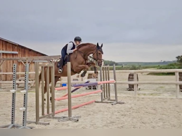 Anglo-Arab Gelding 8 years 17 hh Chestnut-Red in Sérézin-du-Rhône