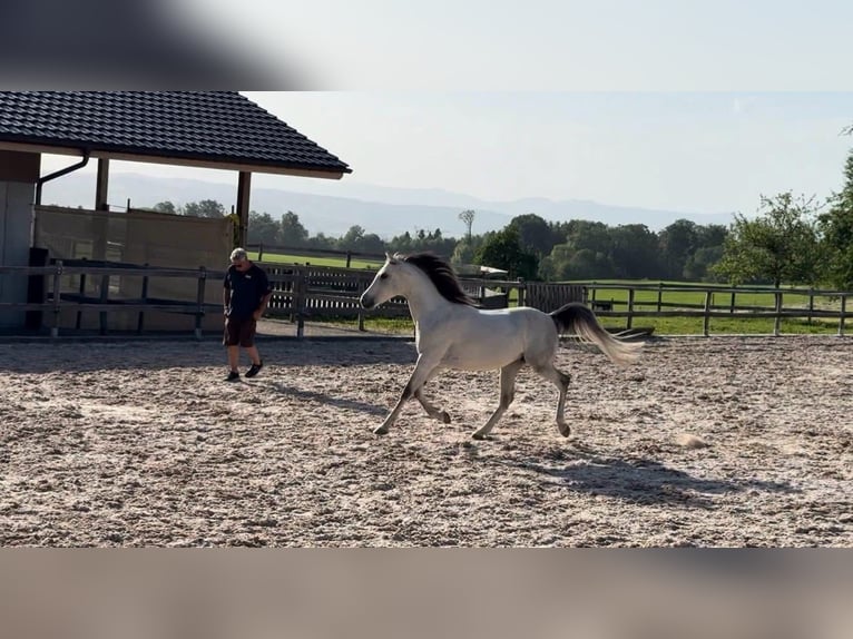 Anglo-Arab Gelding 9 years 14.1 hh Grey in Schongau