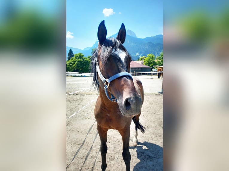 Anglo-Arab Gelding 9 years 15.2 hh Bay-Dark in Reutte
