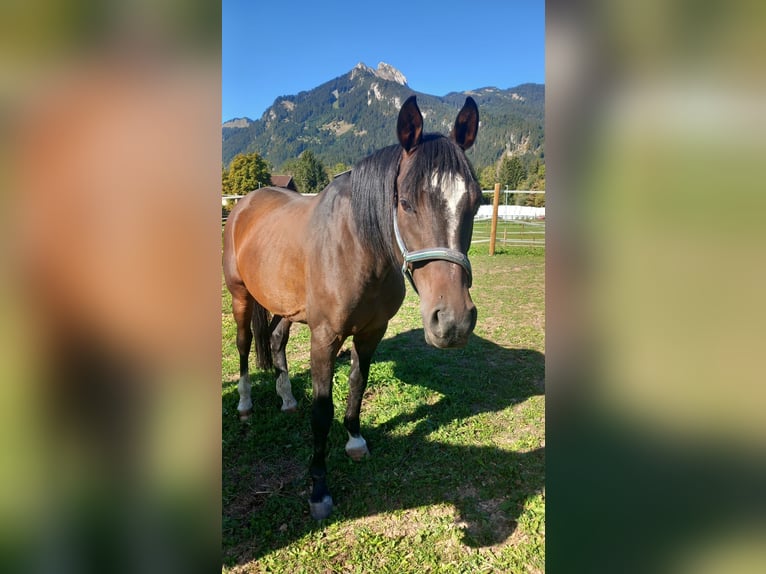 Anglo-Arab Gelding 9 years 15.2 hh Bay-Dark in Reutte