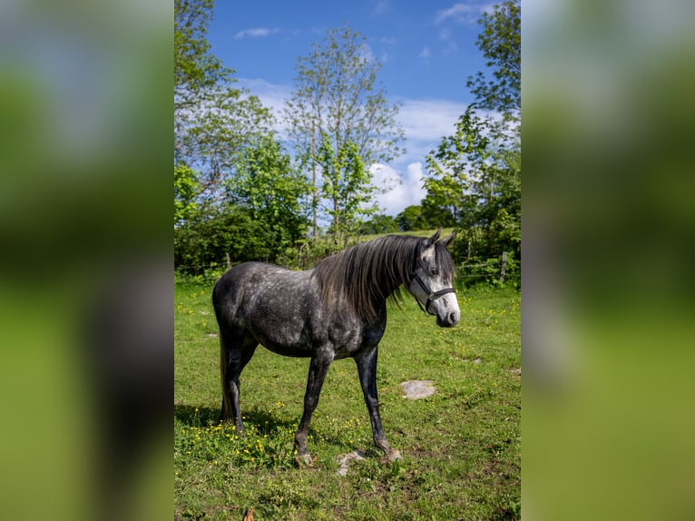 Anglo-Arab Gelding 9 years 15.2 hh Can be white in Corcelles BE