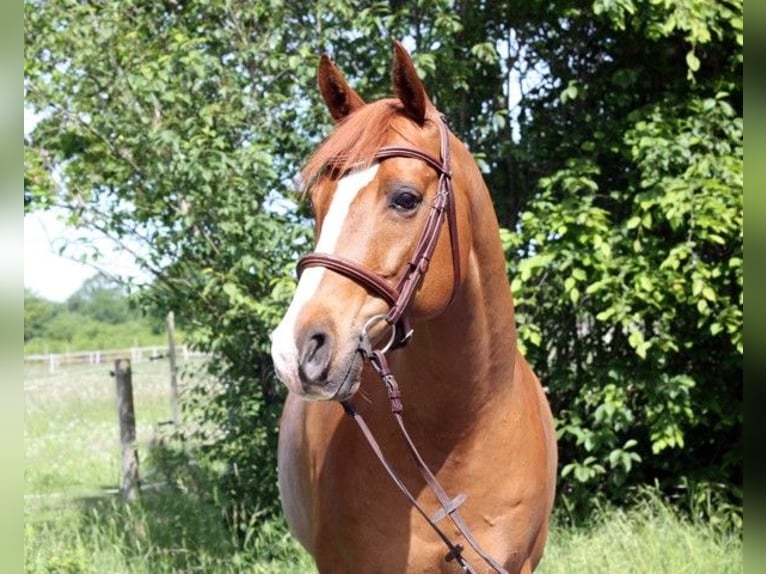 Anglo-Arab Gelding 9 years 15.2 hh Chestnut-Red in Borstel-Hohenraden