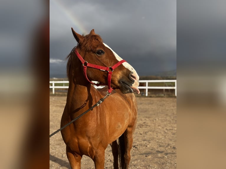 Anglo-Arab Gelding 9 years 15,2 hh Chestnut-Red in Salobral