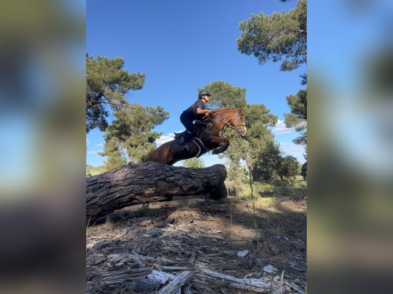 Anglo-Arab Gelding 9 years 15,2 hh Chestnut-Red in Salobral