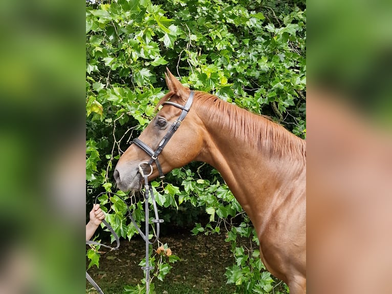 Anglo-Arab Gelding 9 years 16,1 hh Chestnut in Majenfelde