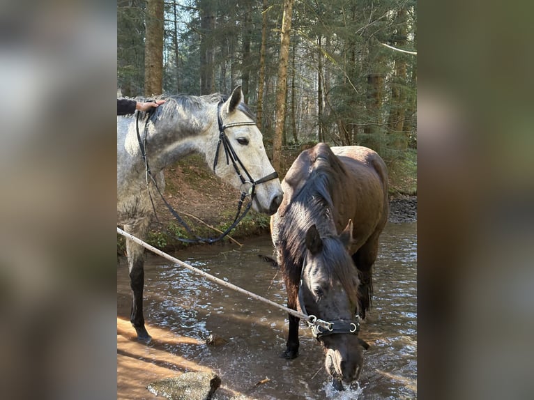 Anglo-Arab Gelding 9 years 16.2 hh Grey-Dapple in Ebhausen