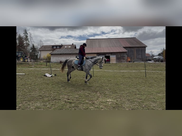 Anglo-Arab Gelding 9 years 16.2 hh Grey-Dapple in Ebhausen